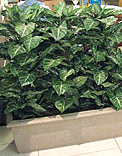 planters